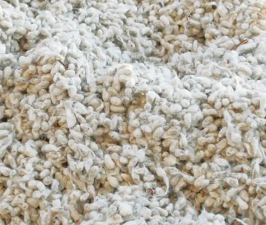 cottonseed