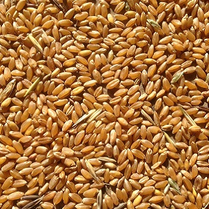wheat midds